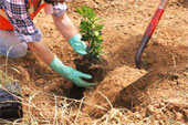Tree service including tree planting...