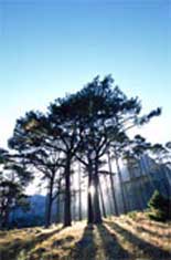 Tree service to beautify forests